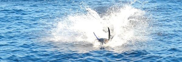 Quepos Fishing Sailfish