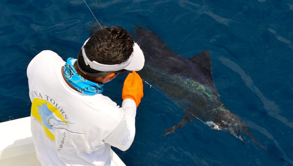 Quepos Fishing Sailfish